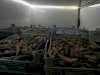 5 ton deniz patlıcanı ele geçirildi (27.10.2022)