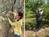Tarım sektöründe zararlılarla mücadele sürüyor