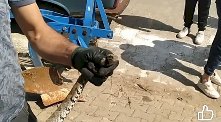 Bayramiç’te Yılan Paniği !