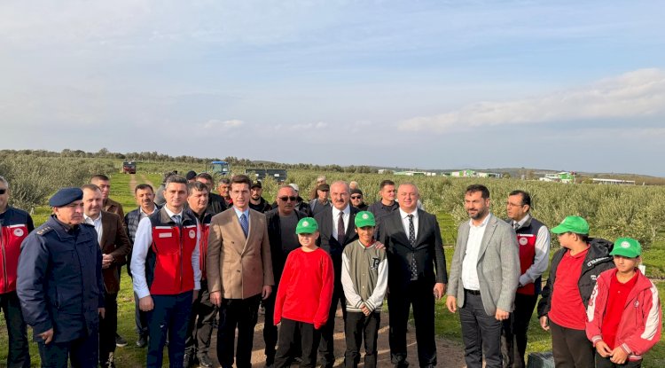 Vali Ömer Toraman, Ezine'nin Kemallı Köyü’nde zeytin hasadına katıldı