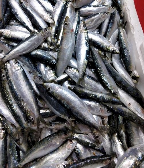 Sardalyanın kilosu 60 liraya düştü
